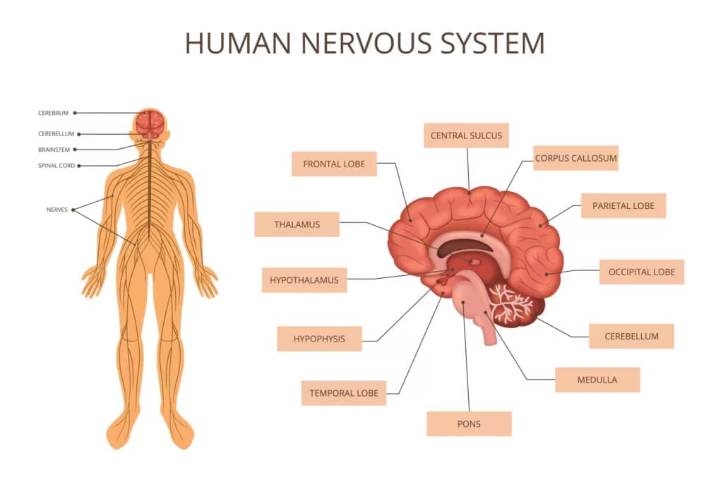 système nerveux